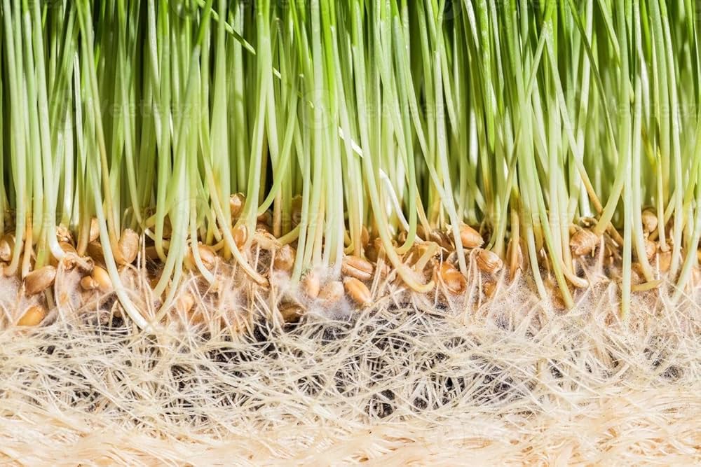 Wheat Grass Triticum aestivum Seeds for Planting in Indoor Garden and Wheatgrass Tray