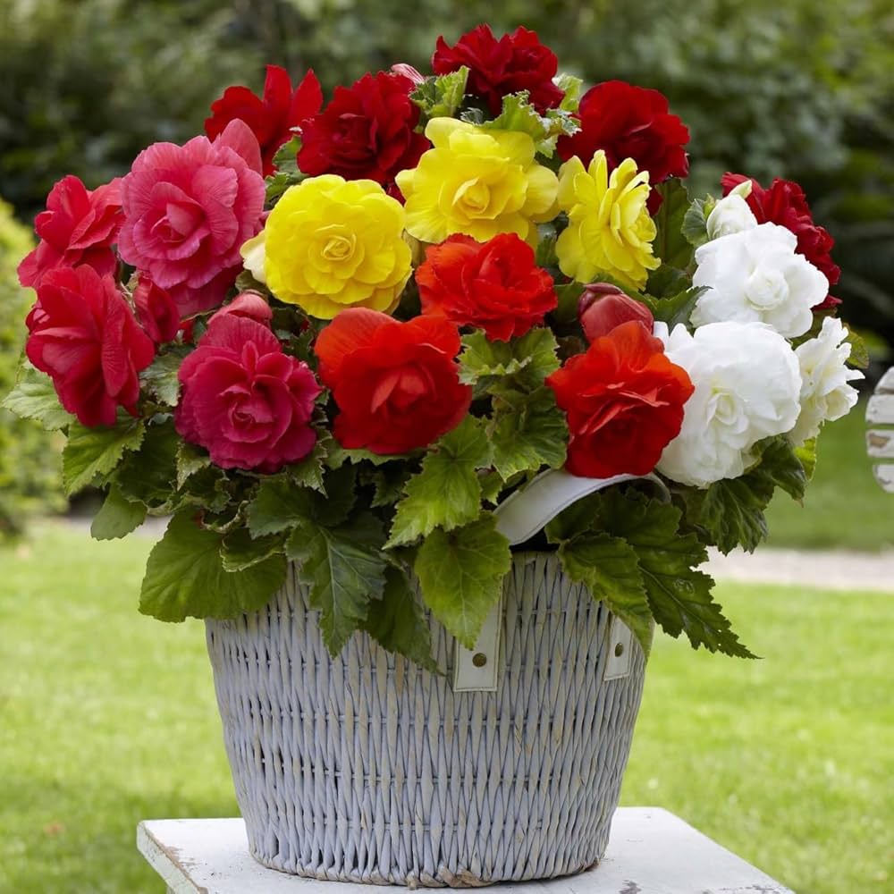 Begonia Begonia spp. Flower Seeds for Planting in Flower Bed & Home Garden