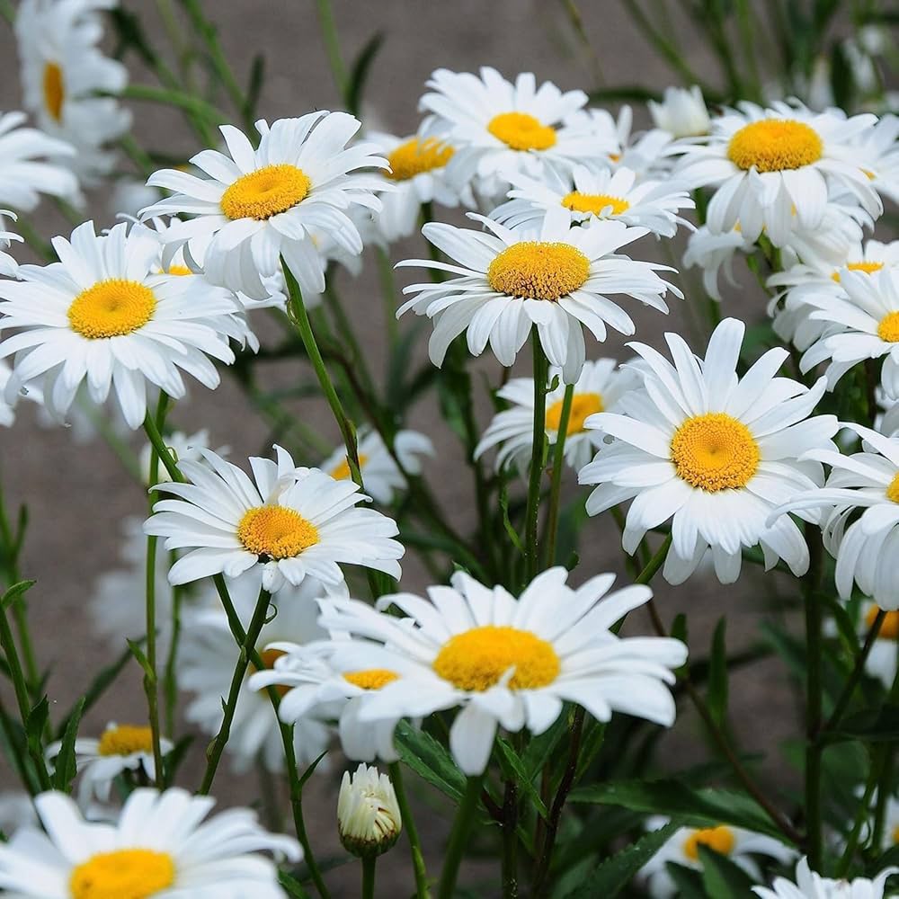White Leucanthemum Flower seeds for Planting - Drought Tolerant, Heirloom & GMO Free Seeds for Home Garden