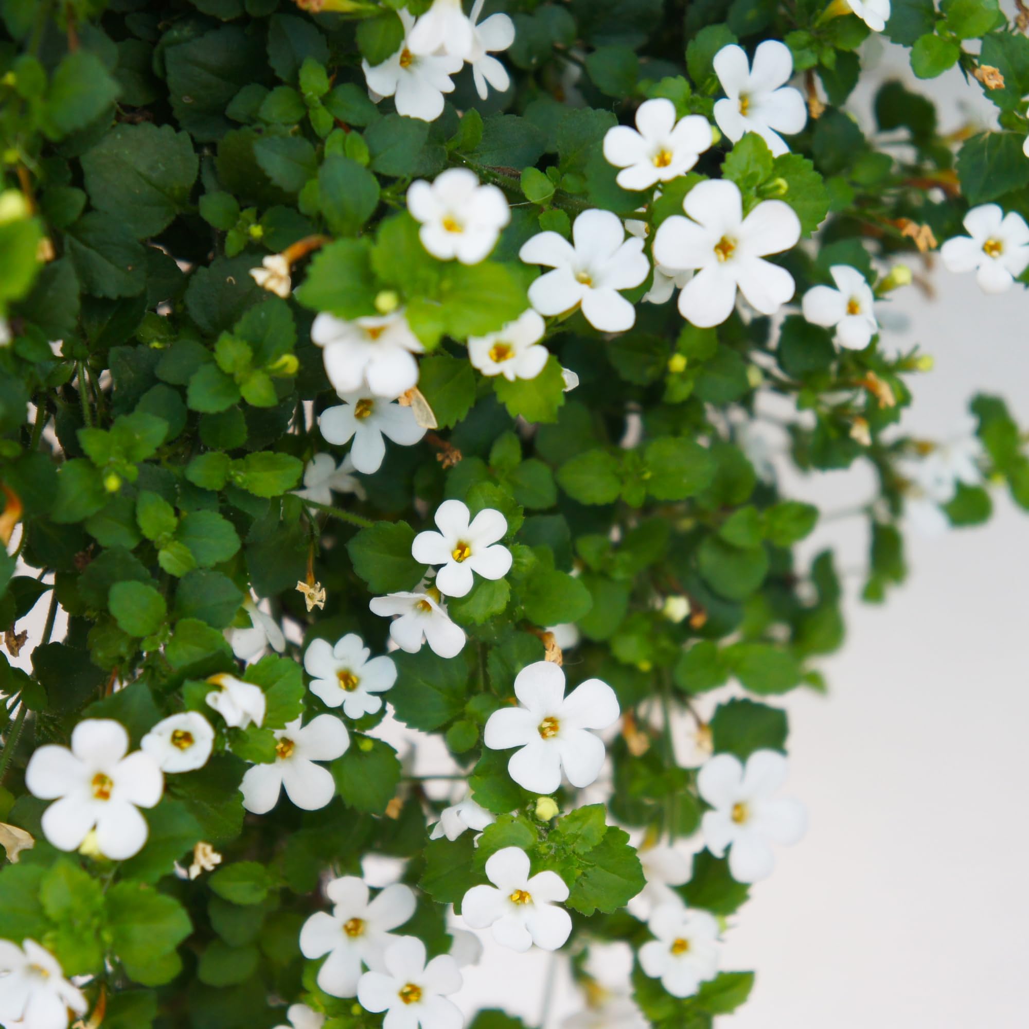Bacopa Colgantes Flower seeds for Planting - Vibrant Colors, Heirloom & GMO Free Seeds for Home Garden