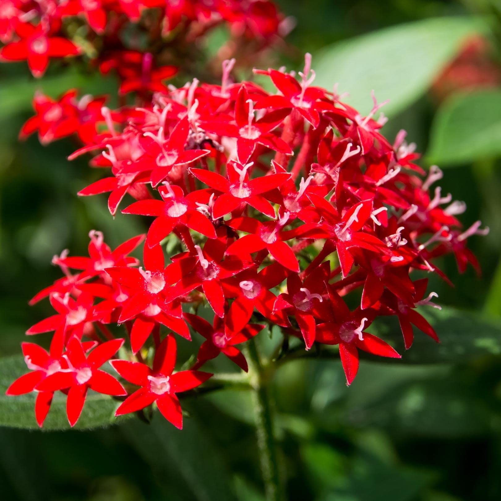 Red Pentas Flower seeds for Planting - Perfect for Borders, Heirloom & GMO Free Seeds for Home Garden