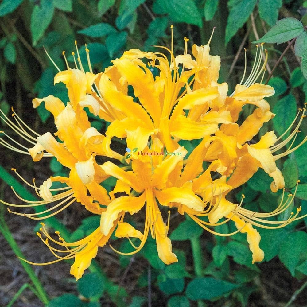 Stone Lycoris Lycoris radiata Flower Seeds for Planting