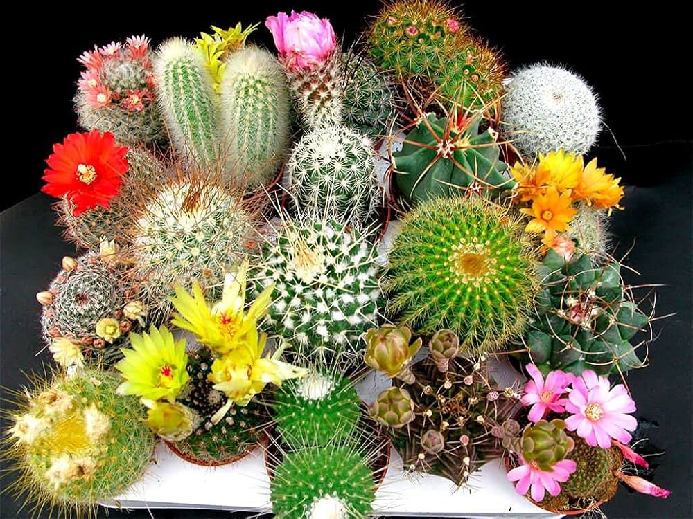 Set of 20 Evergrowseeds spiny caterpillar plant cactus seeds for planting, featuring small cactus seeds with spiny textures.