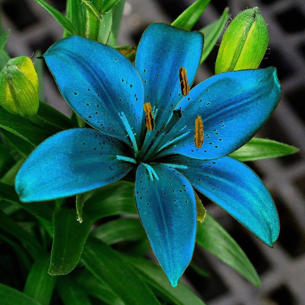 Lilium Flower seeds for Planting - Low Maintenance, Heirloom & GMO Free Seeds for Home Garden
