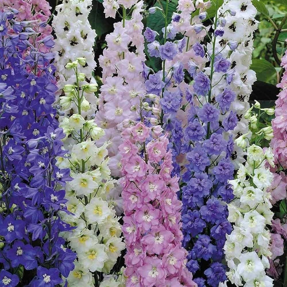 Forking Larkspur King Salmon Seeds for Beautiful, Tall Flowers in Your Garden