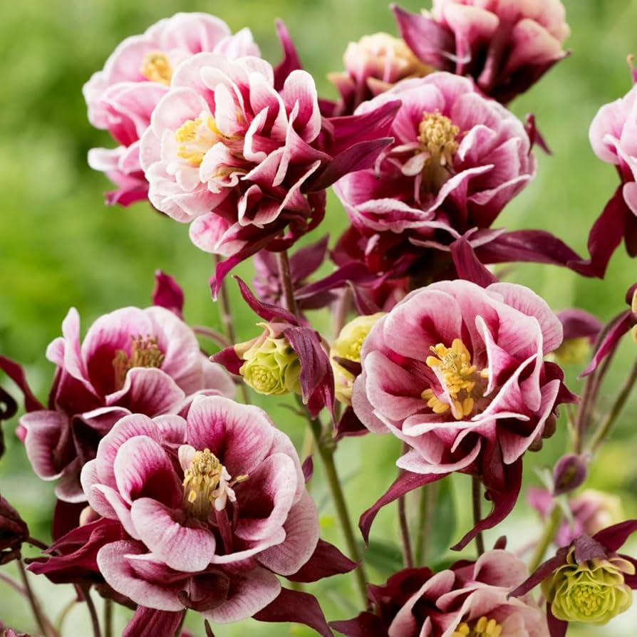 Winky Double Columbine Aquilegia vulgaris Seeds for Planting - Ideal for Flower Bed & Home Garden