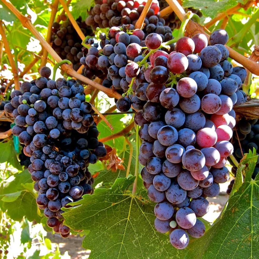 Uva Trepadoras Climbing Fruit Seeds for Planting: Grow Your Own Delicious Grapes