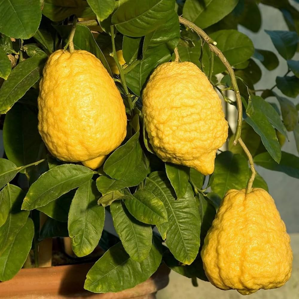 Yellow Citron Citrus Seeds for Easy Planting