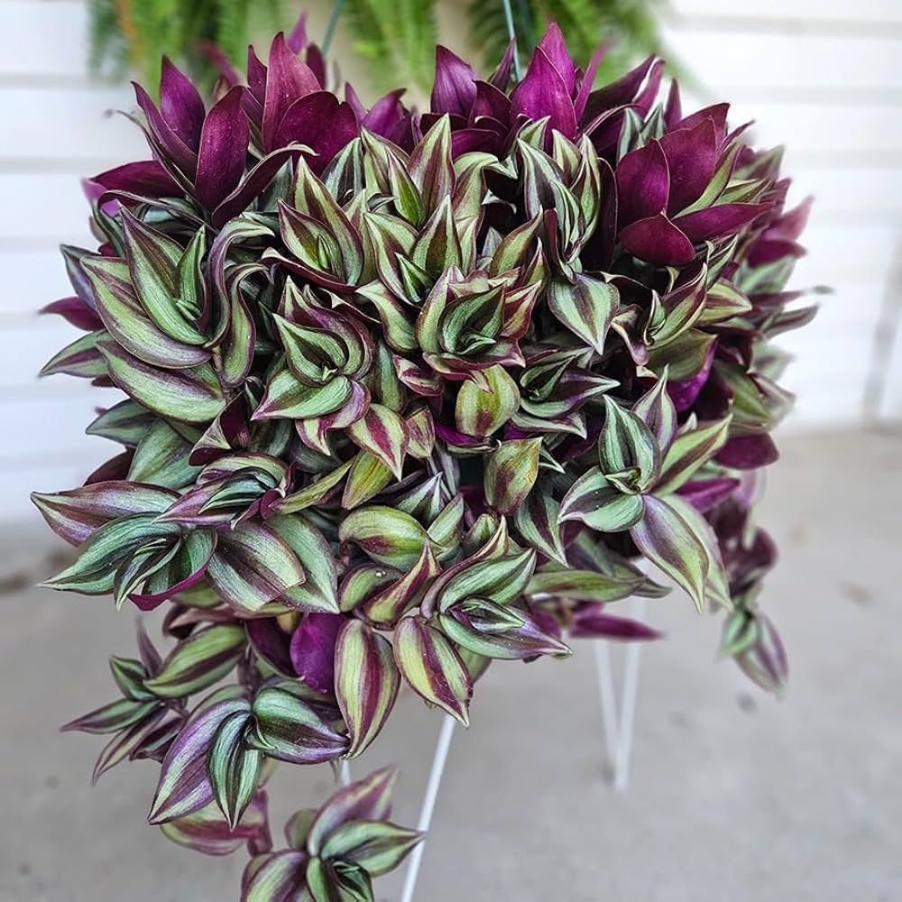 Tradescantia Plant Seeds for Stunning Indoor and Outdoor Gardening