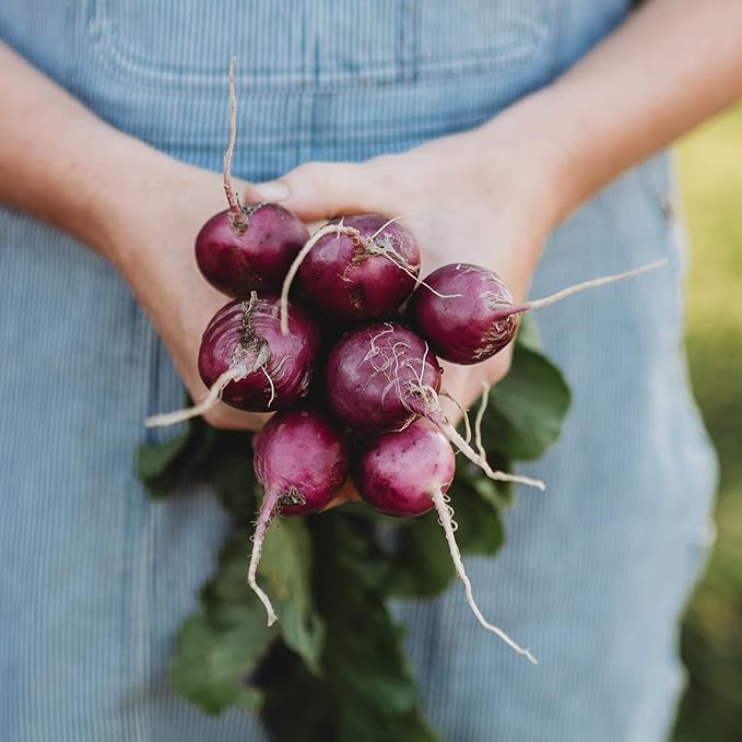 Purple Giant Radish Seeds for Bold, Spicy Radishes