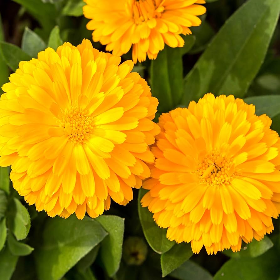 Calendula Golden Emperor Seeds for Planting Cottage Garden Flower Beds