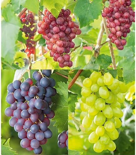 Mixed Grapes Seeds for Planting - Grow Your Own Delicious Grapes
