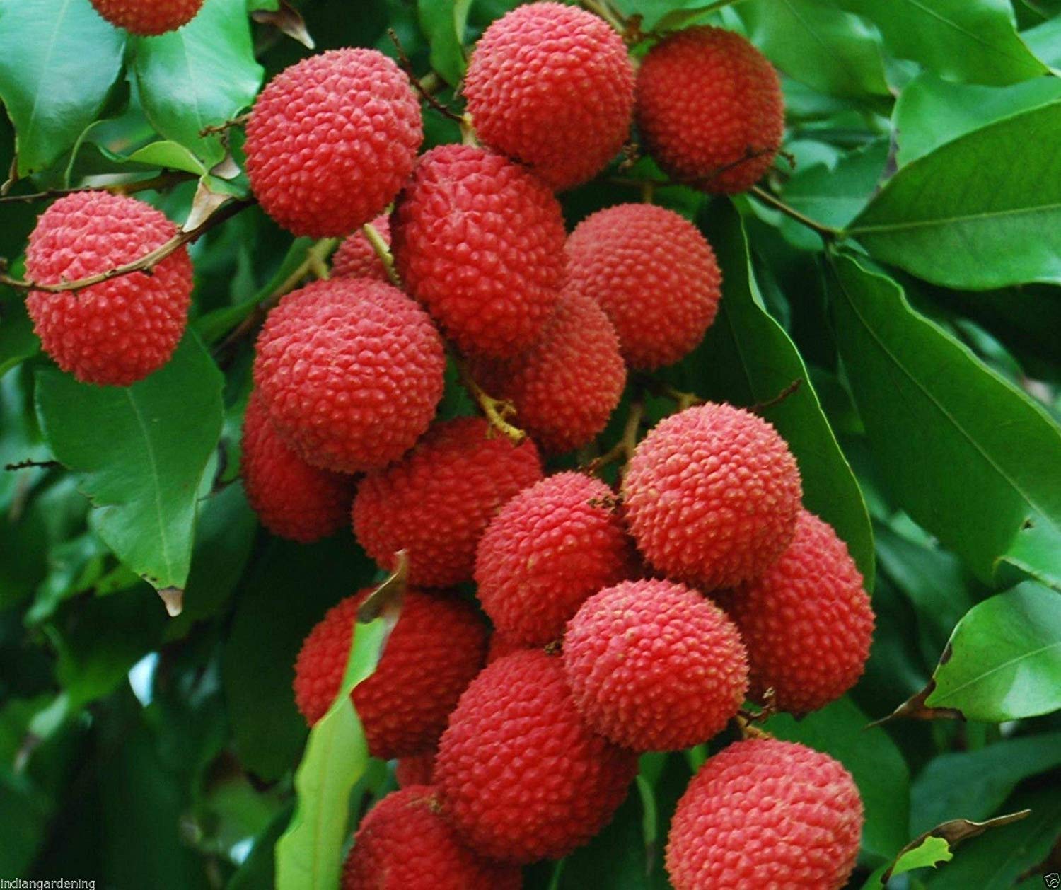 Lychee Fruit Seeds for Easy Planting