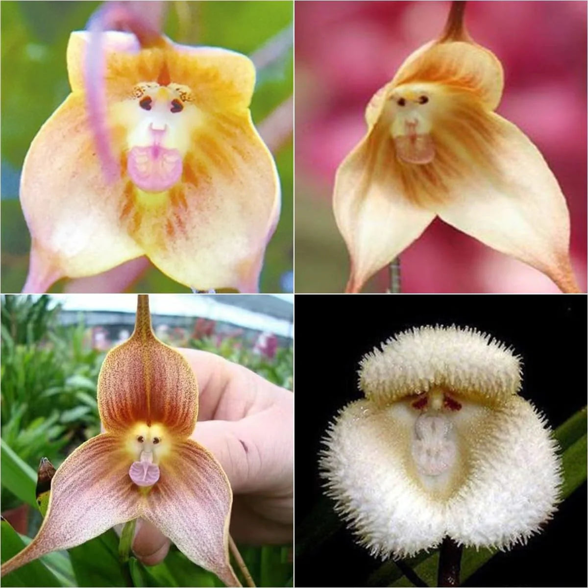 Heirloom Light Yellow Monkey Face Orchid Seeds Flower seeds for Planting Hardy Variety Heirloom & GMO Free Seeds for Home Garden