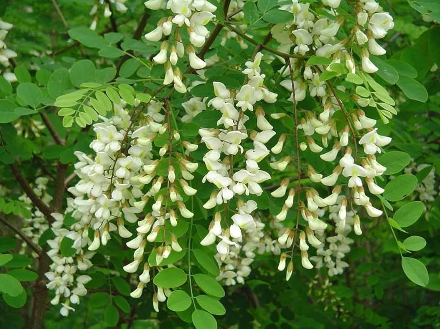 Robinia Flower seeds for Planting - Long Bloom Season, Heirloom & GMO Free Seeds for Home Garden