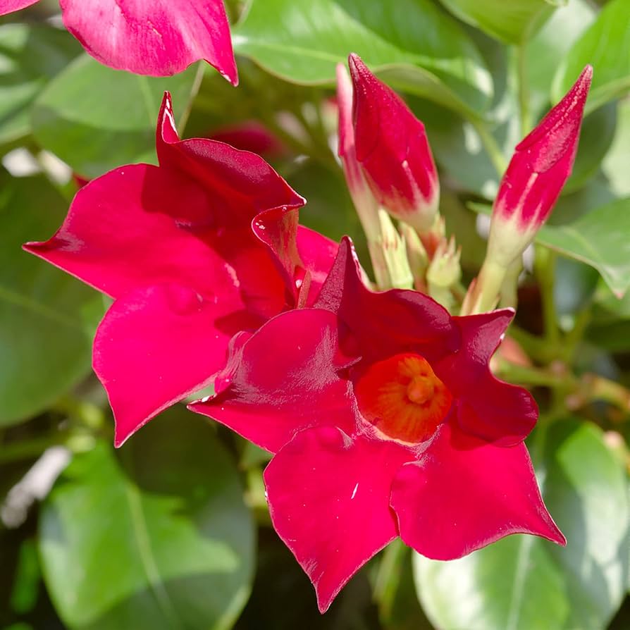 Mandevilla Sanderi Seeds for Planting Mandevilla sanderi for trellises and decorative gardens - Evergrowseeds