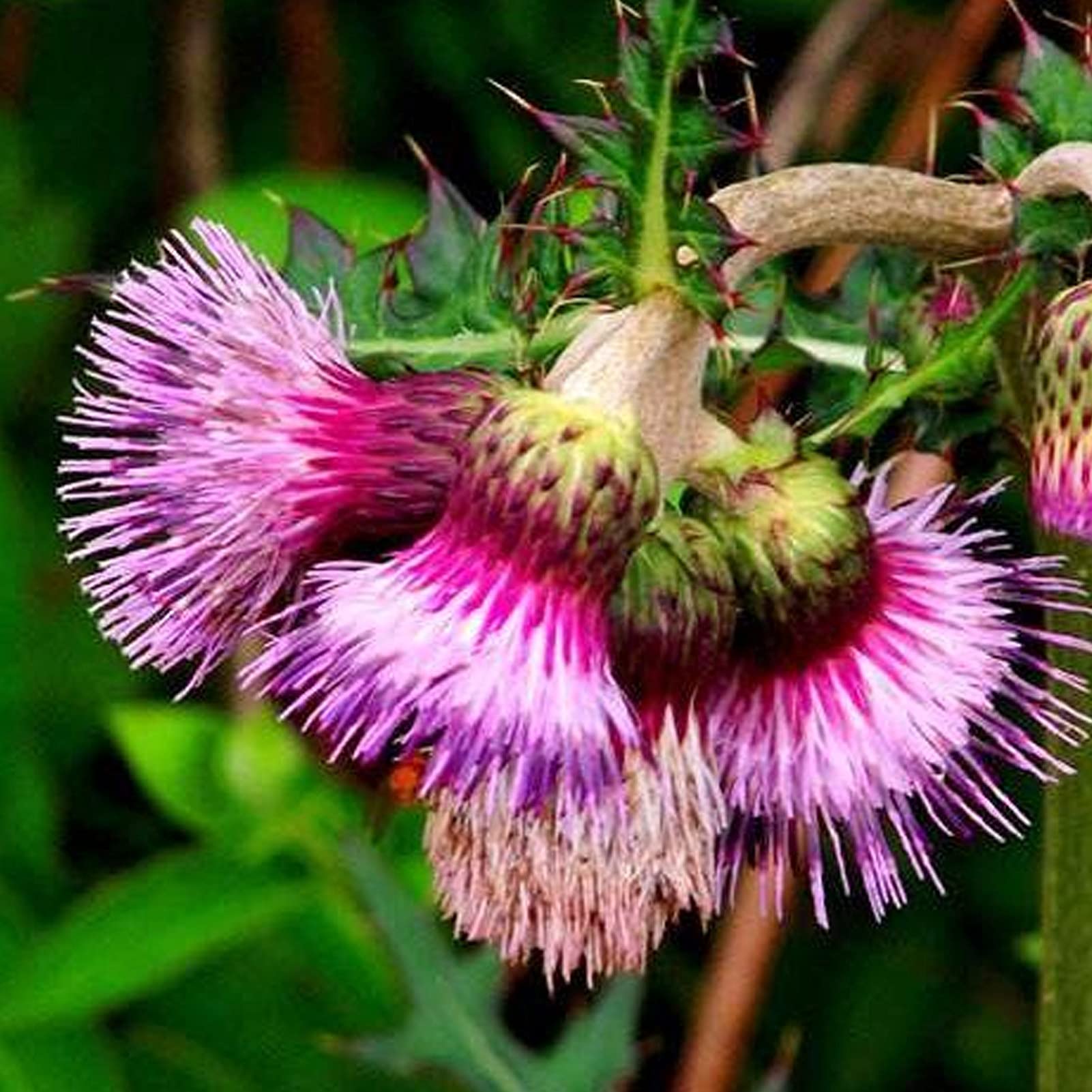 Pink Arctium Lappa Flower seeds for Planting - Low Maintenance, Heirloom & GMO Free Seeds for Home Garden