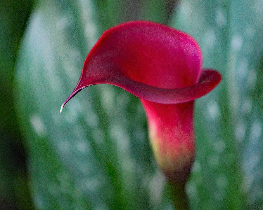 Red Calla Lily Seeds Zantedeschia for Planting in Flower Bed & Garden
