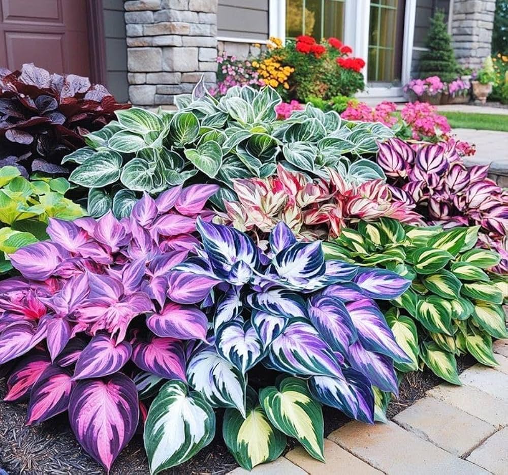 Hosta Mix Flower Planting Seeds for Lush Garden Design - Perennial Seed Collection - Evergrowseeds