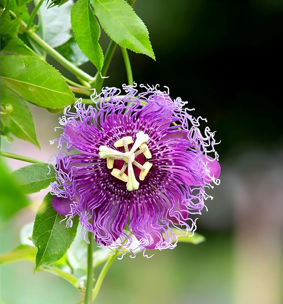 Purple Passiflora Incarnata Flower seeds for Planting - Fragrant Blossoms, Heirloom & GMO Free Seeds for Home Garden