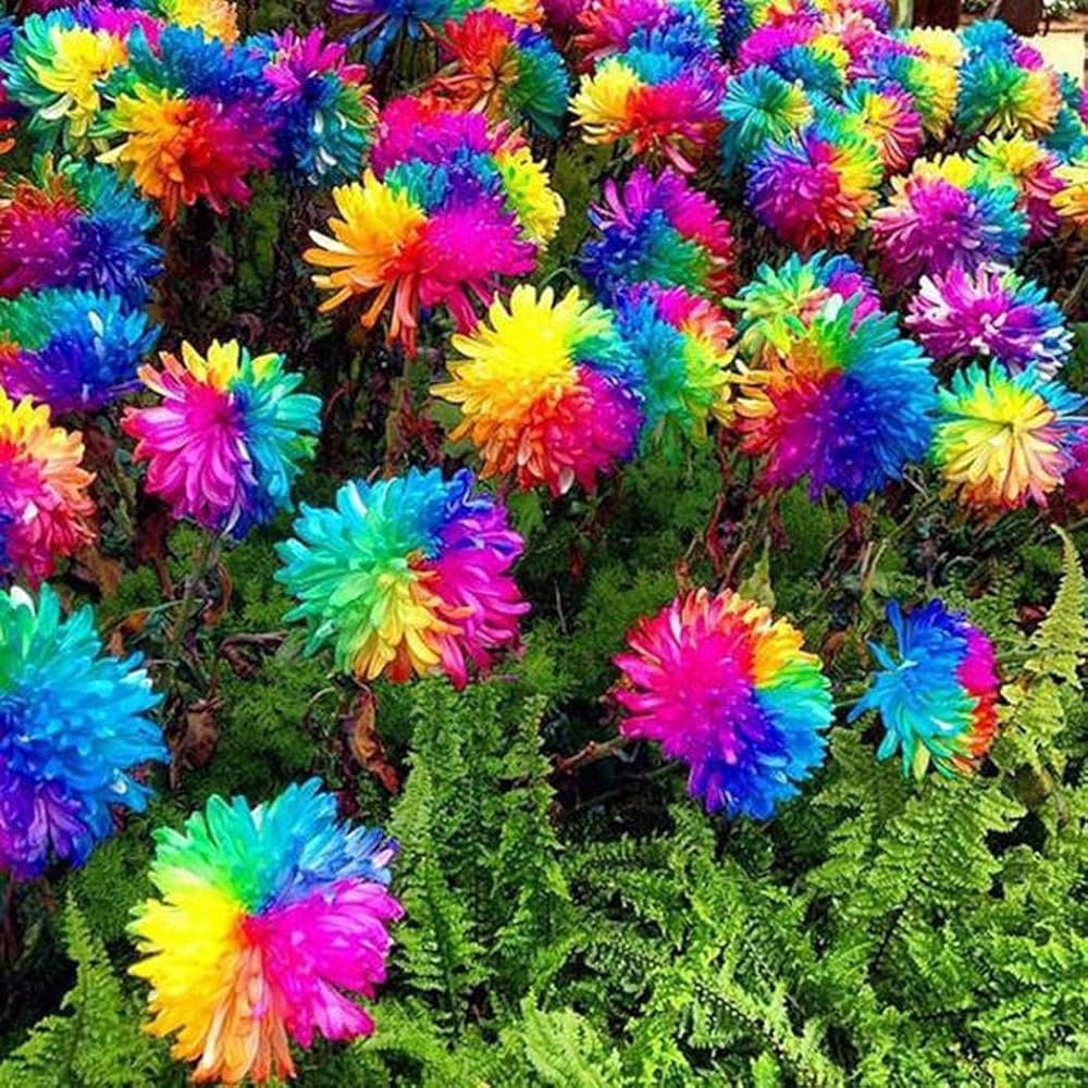 Rainbow Chrysanthemum Flower seeds for Planting - Fragrant Blossoms, Heirloom & GMO Free Seeds for Home Garden