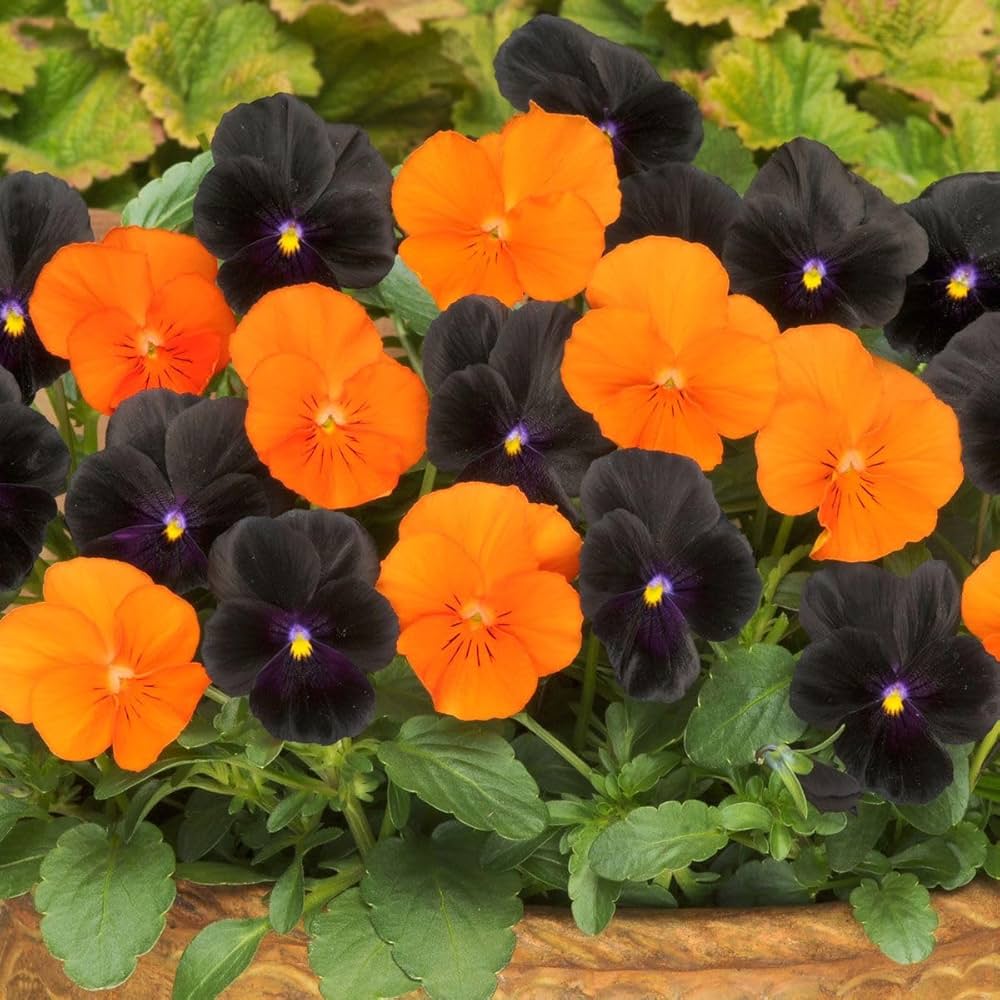 Halloween Mix Pansy Seeds for Planting flower bed
