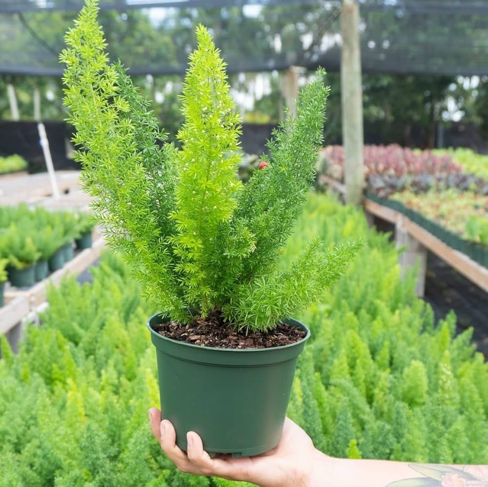 Foxtail Fern Asparagus densiflorus Plant Seeds for Planting