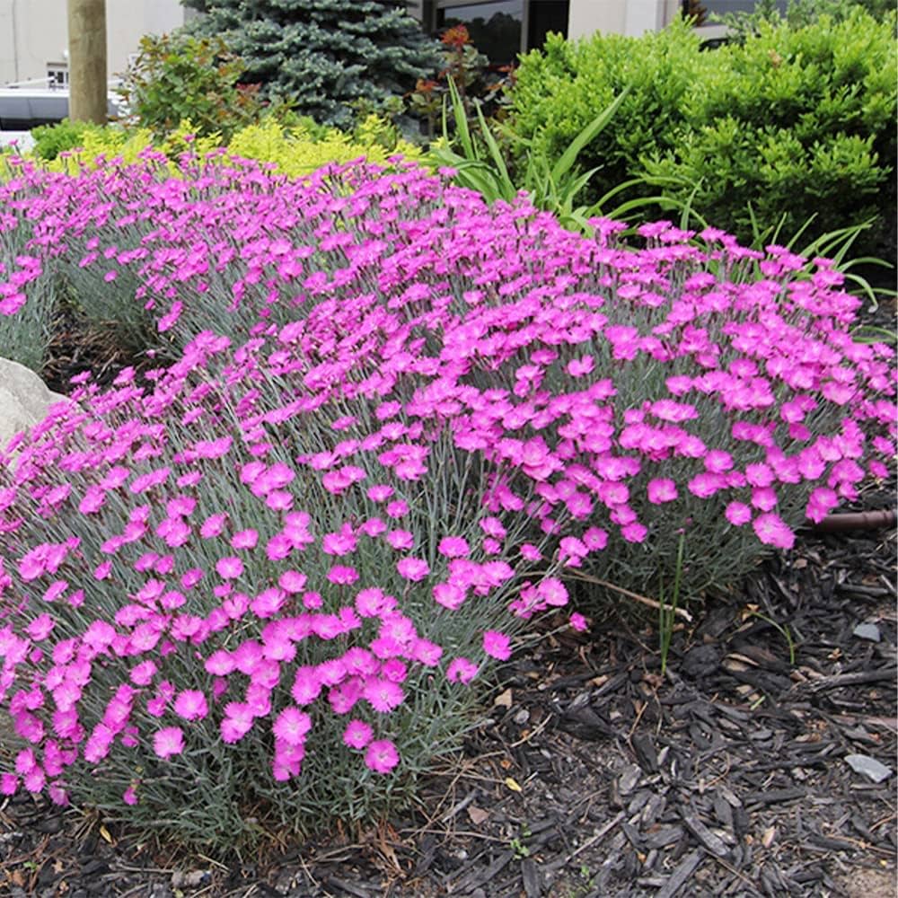 Pink Dianthus Flower seeds for Planting - Perfect for Borders, Heirloom & GMO Free Seeds for Home Garden