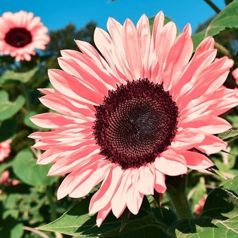 Semillas De Girasol Flower Seeds for Planting  Seed for Bright, Radiant Blooms