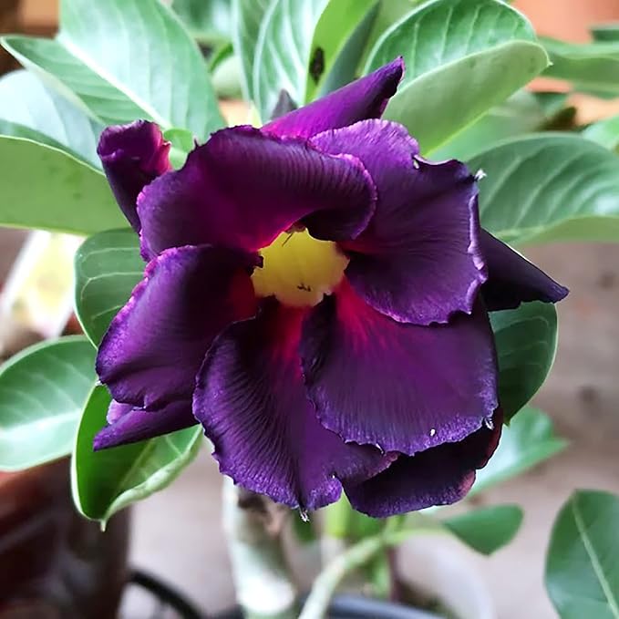 Adenium Obesum Flower seeds for Planting Low Maintenance Heirloom & GMO Free Seeds for Home Garden 
 
 Sale for planting in home garden