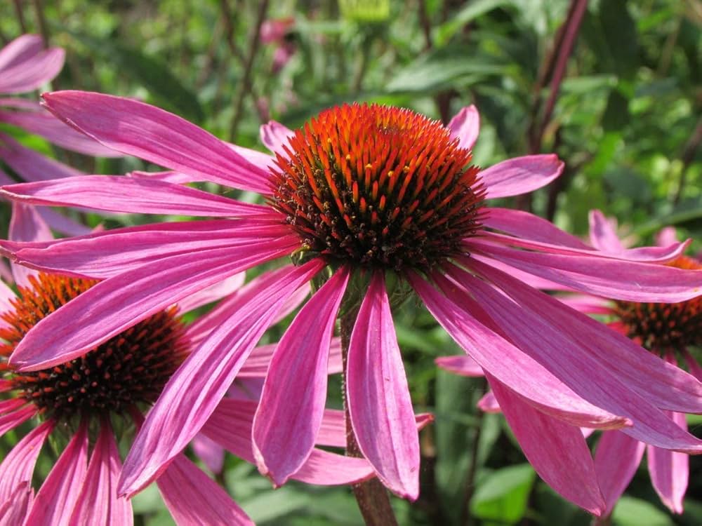 Echinacea Seeds for Planting Echinacea purpurea for flower beds and herbal gardens