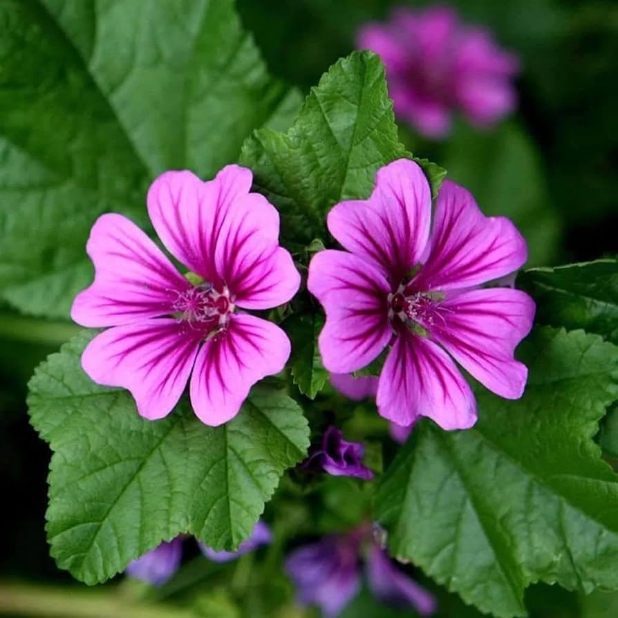 Malva Seeds Malva for Planting in Flower Bed & Garden