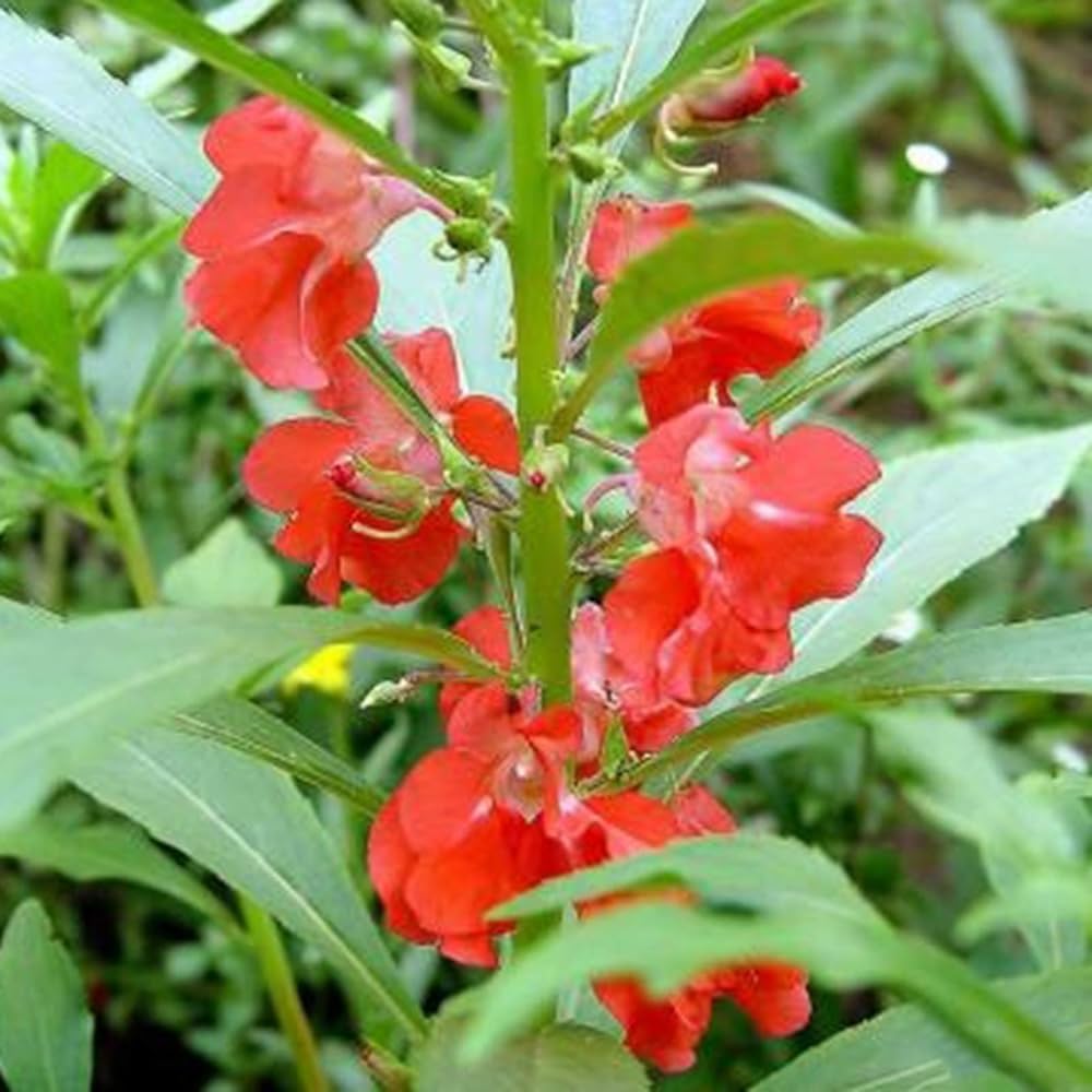 Impatiens Xtreme Violette Seeds for Planting Impatiens walleriana for flower beds and shaded gardens