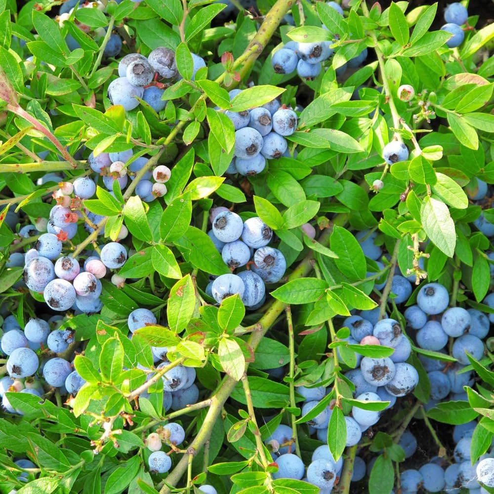 Blueberry Seeds for Planting Vaccinium corymbosum for home orchards and vegetable patches