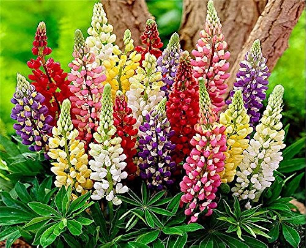 Sweet Blue Lupin Lupinus Polyphyllus Seeds for Planting - Perfect for Flower Bed & Urban Garden