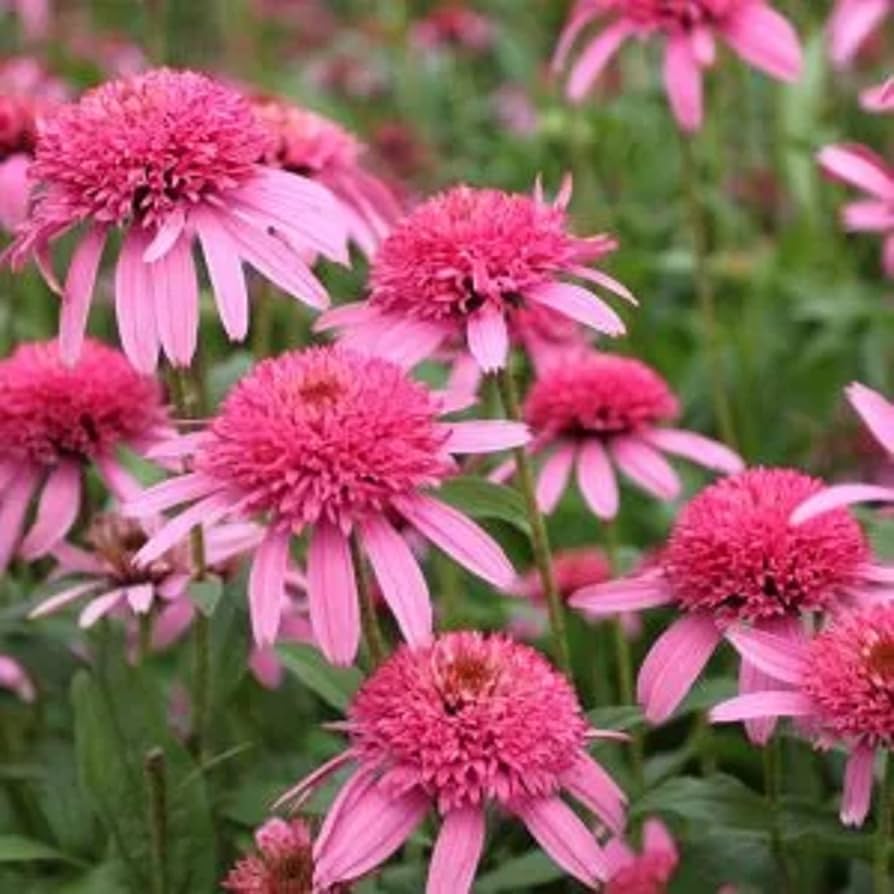 Gum Drop Coneflower Seeds for Planting Echinacea purpurea for flower beds and home gardens