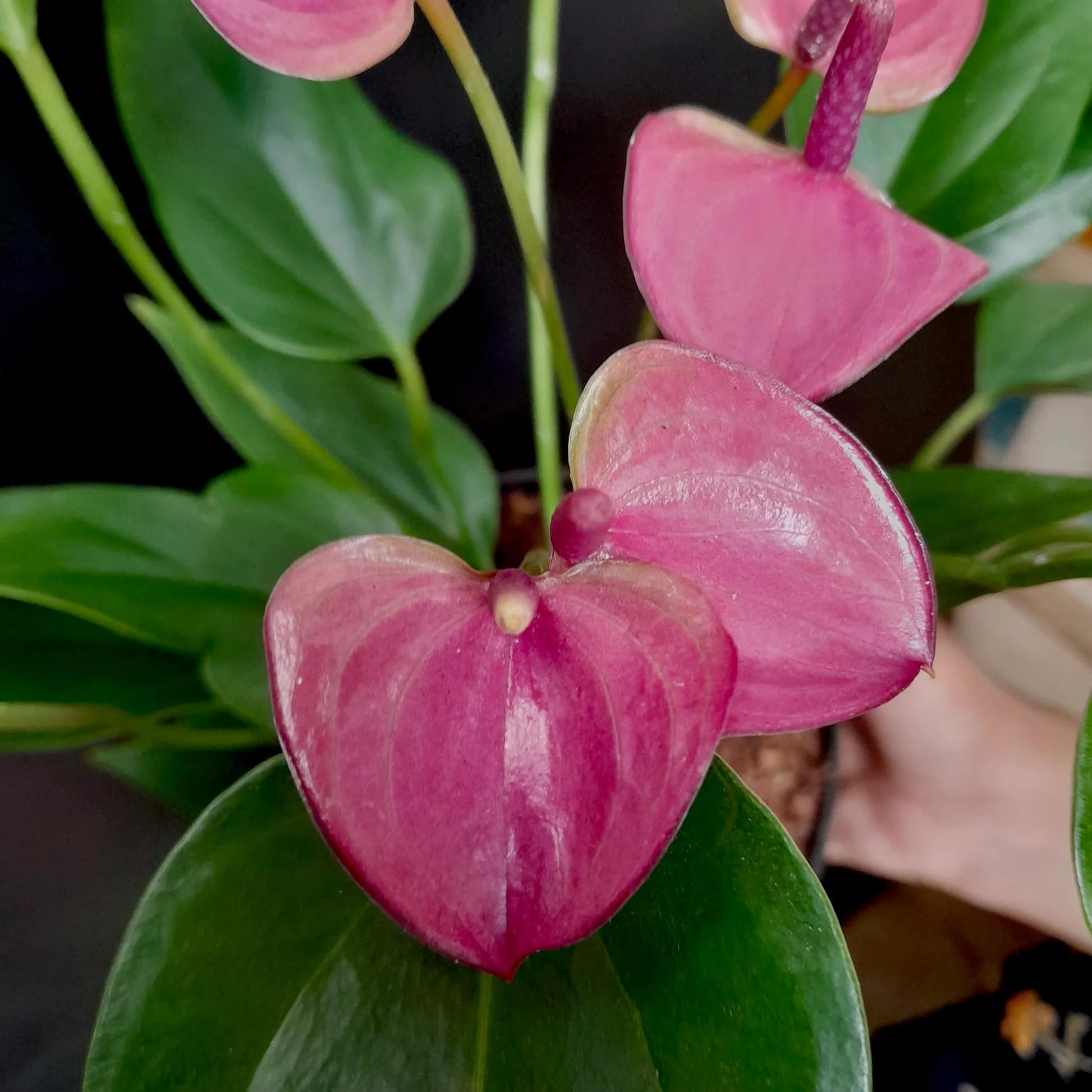 Mix Anthurium Flower seeds for Planting - Wildflower Mix, Heirloom & GMO Free Seeds for Home Garden
