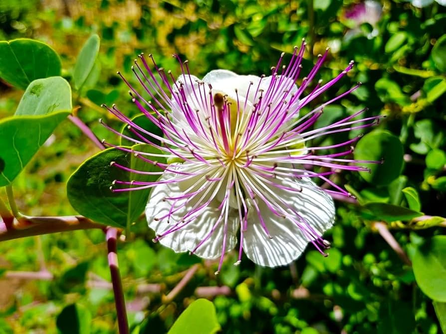 Capparis Spinosa Seeds for Planting Capparis spinosa for herb gardens and Mediterranean gardens