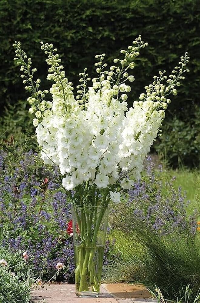 Rocket Larkspur Delphinium ajacis Seeds for Planting in Flower Bed