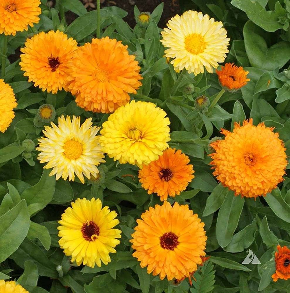 Calendula Calendula officinalis Flower Seeds for Planting
