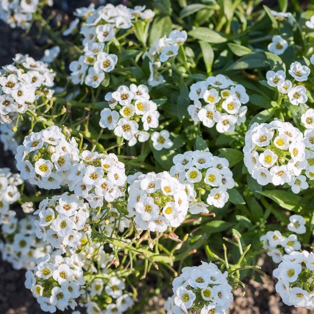 Reale Tappeto Alyssum Lobularia maritima Seeds for Planting - Perfect for Flower Bed & Home Garden