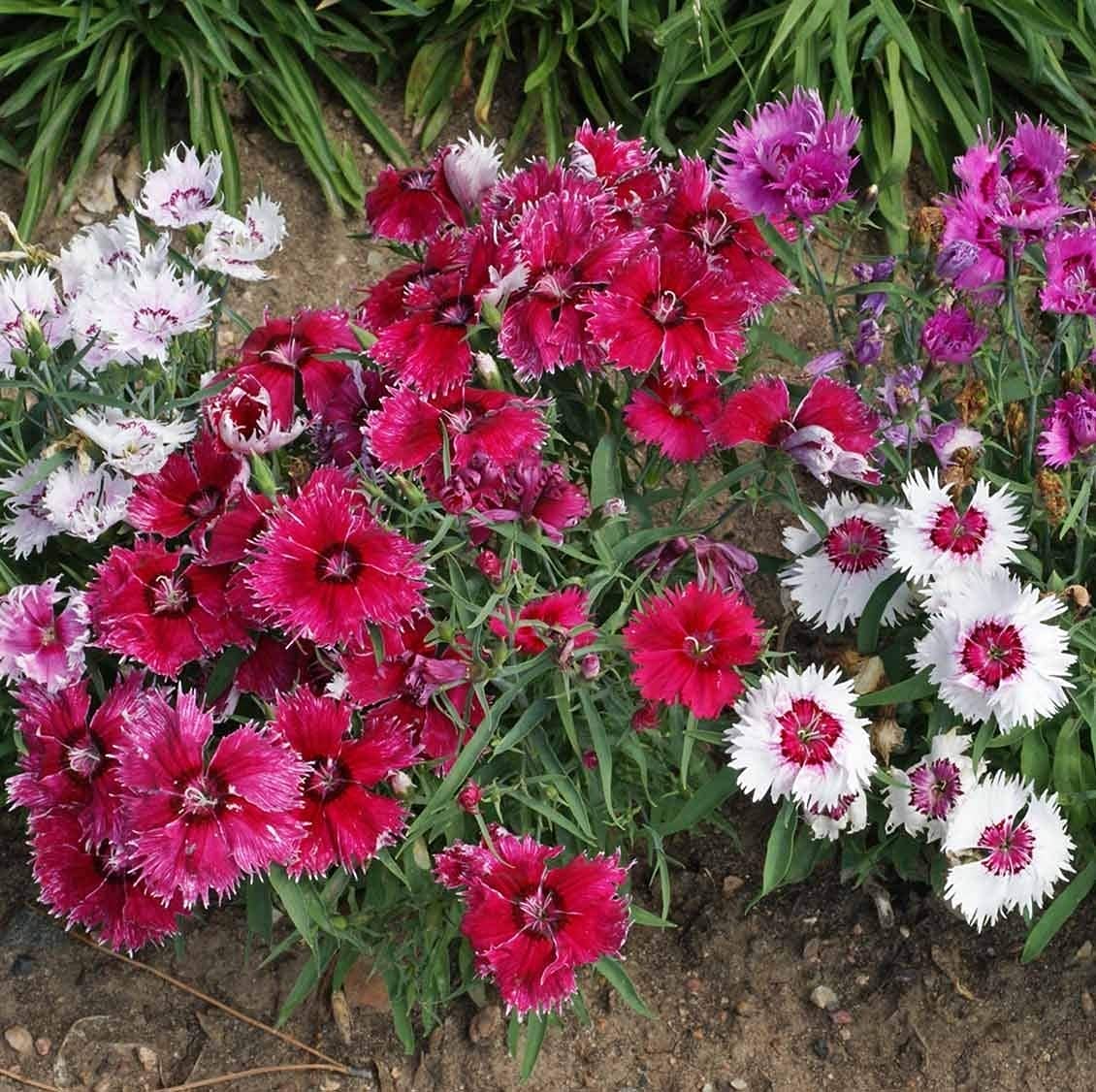 Dianthus Velvet N Lace Seeds for Planting Dianthus Barbatus flower bed cottage garden