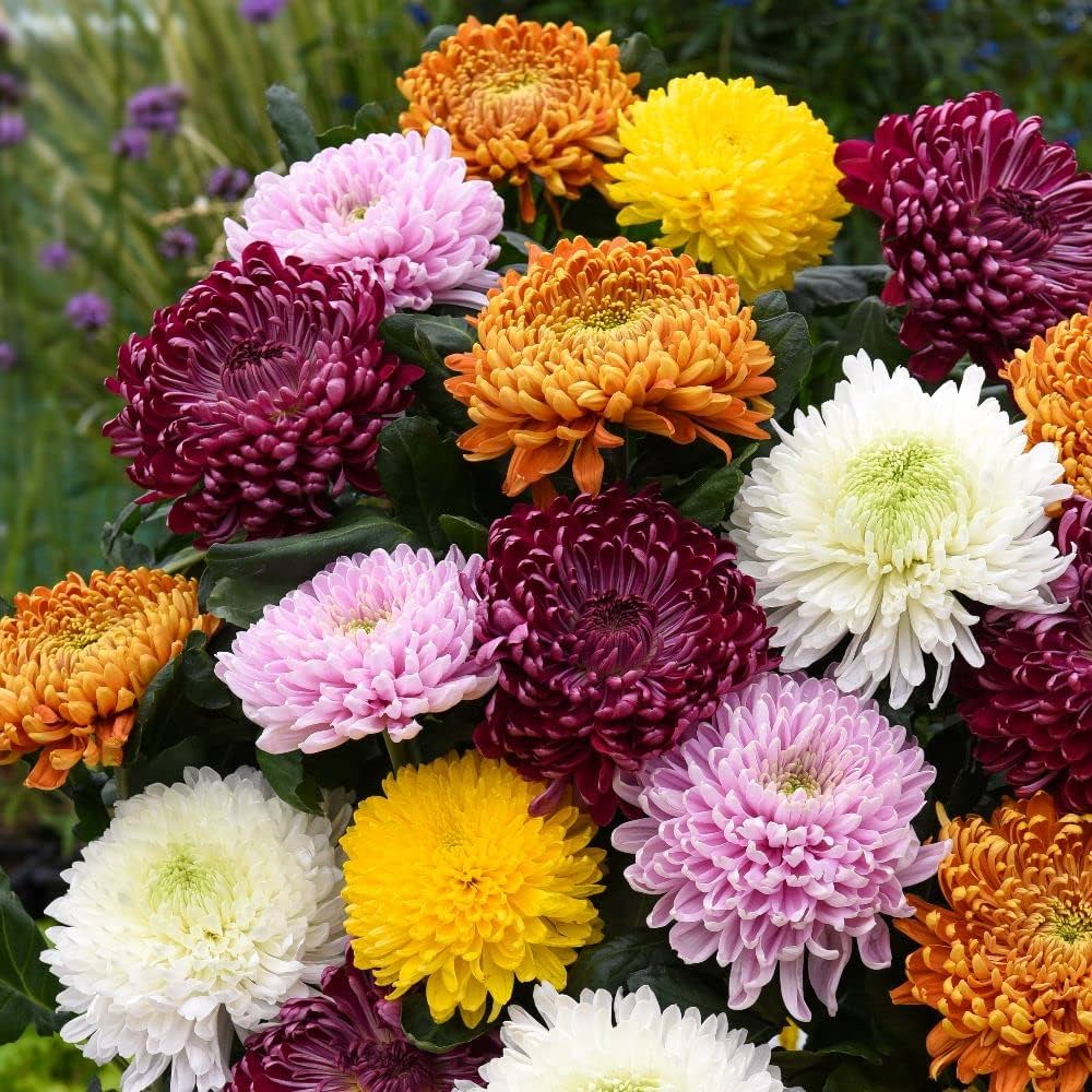 Chrysanthemum Chrysanthemum spp. Seeds for Planting - Perfect for Flower Bed & Urban Garden