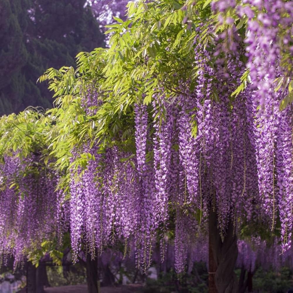 Mix Wisteria Flower seeds for Planting - Cut Flower Favorite, Heirloom & GMO Free Seeds for Home Garden