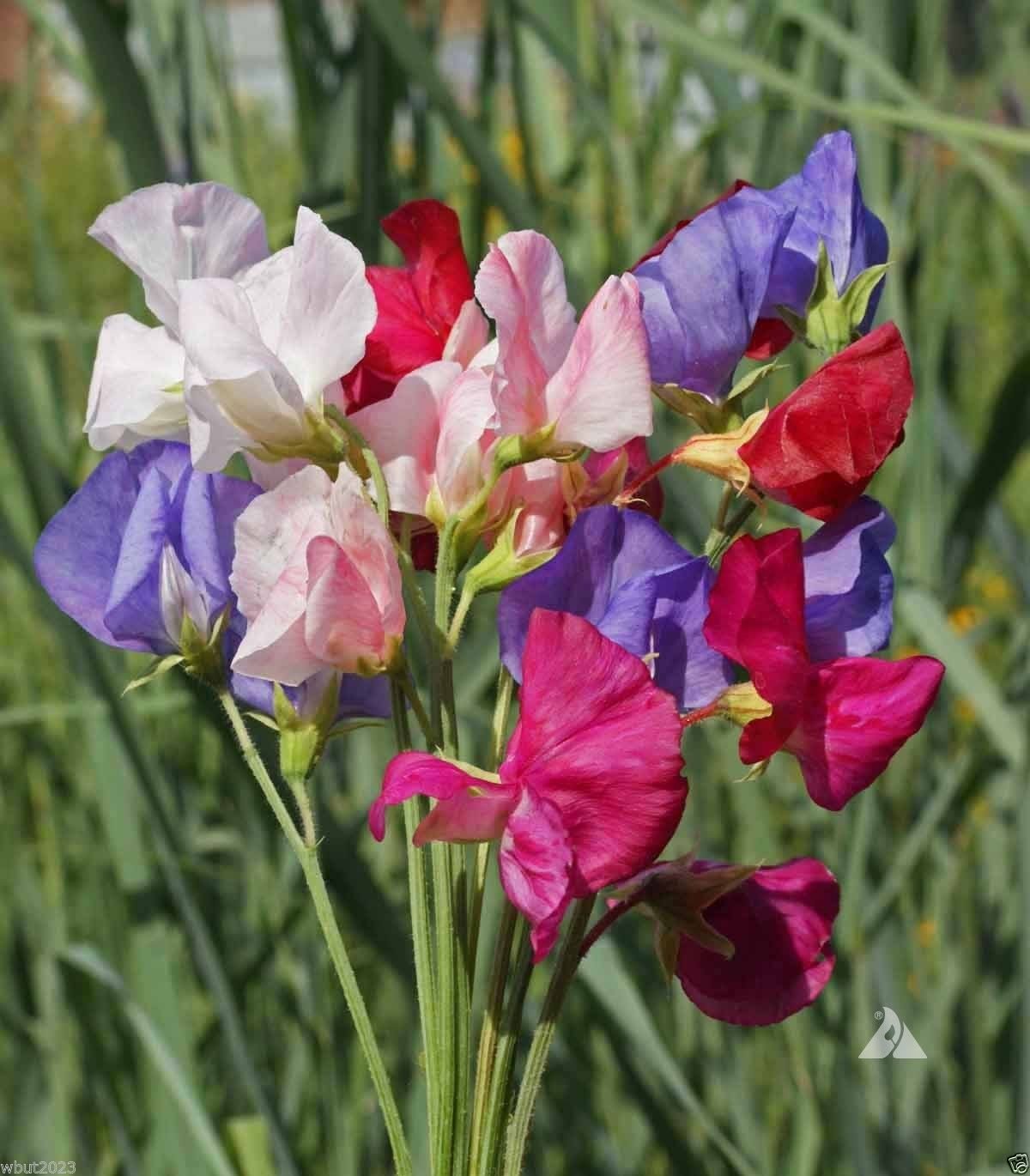 Mammoth Choice Mix Sweet Pea Seed for Planting flower bed
