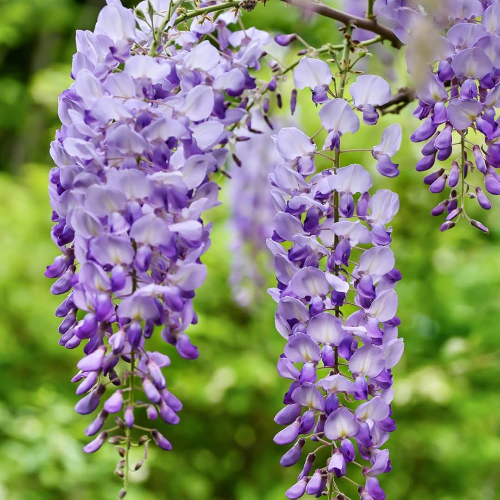 Wisteria Flower seeds for Planting, Vibrant Colors Heirloom & GMO Free Seeds for Home Garden