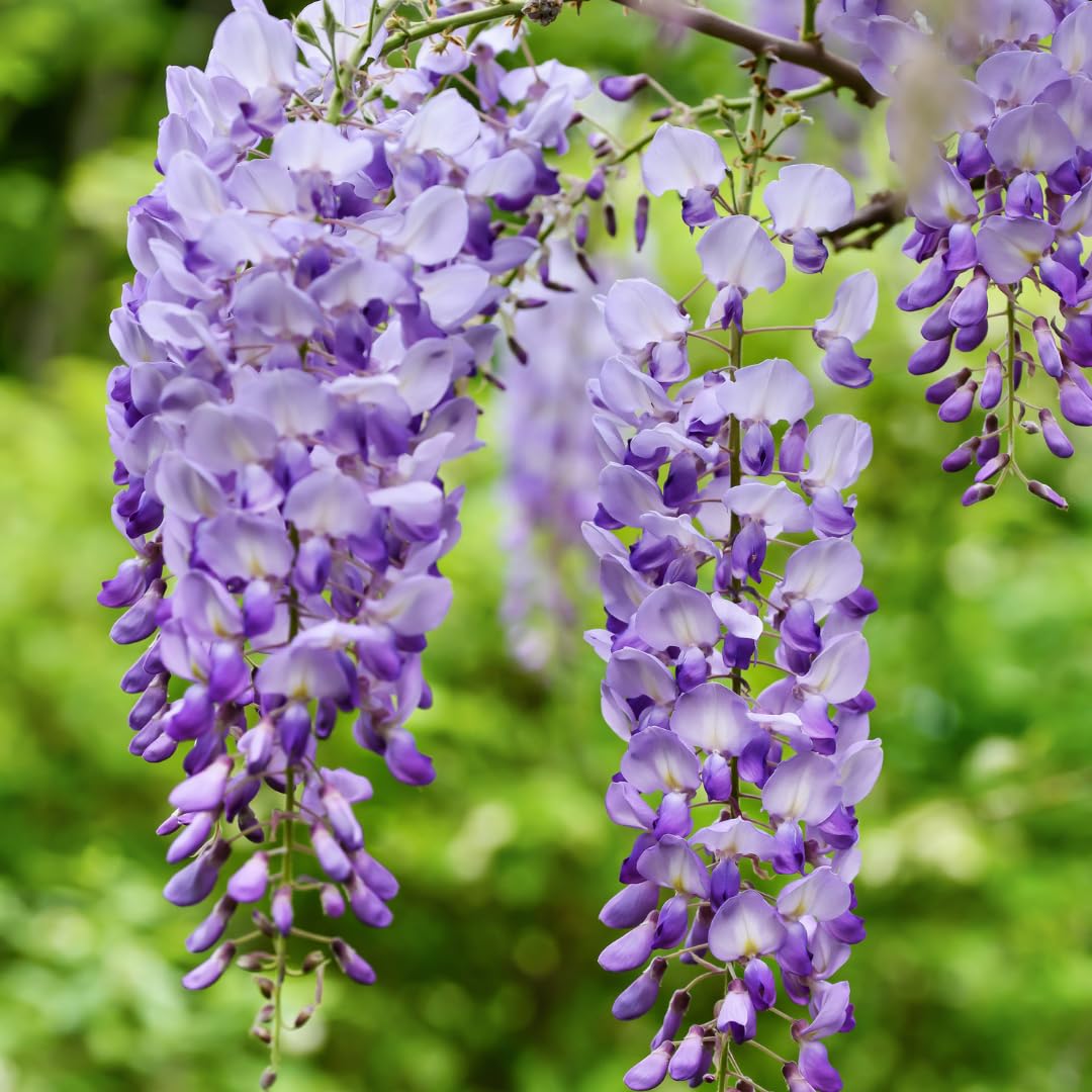 White And Blue Wisteria Flower Seeds For Planting