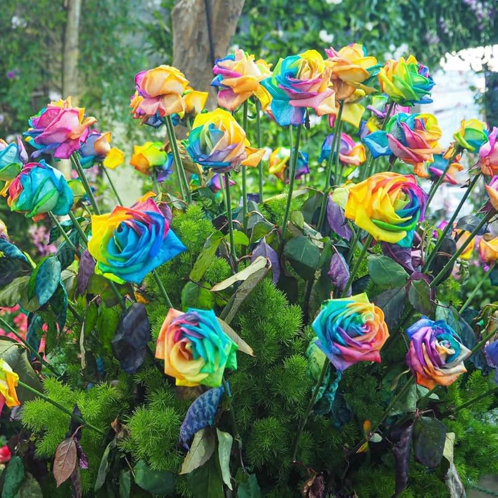 Green MultiColor Rose Flower Seeds for Planting Low Maintenance Heirloom & GMO Free Seeds for Home Garden
 
 Sale