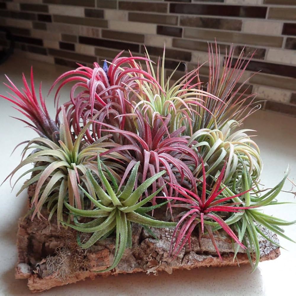 Tillandsia Plant Seeds for Easy Planting