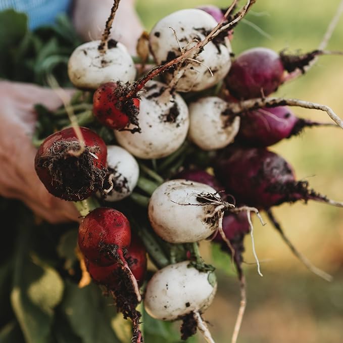 Easter Egg Radish Seeds for Colorful, Mild Radishes